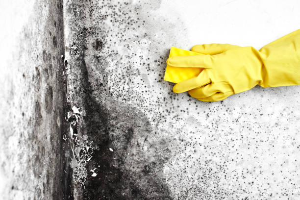 Best Mold Remediation  in Vandenberg Af, CA