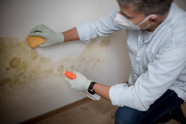 Best Emergency Mold Removal  in Vandenberg Af, CA