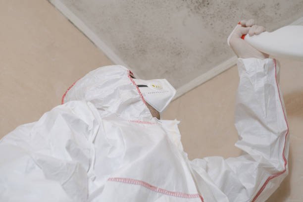 Best Same-Day Mold Removal  in Vandenberg Af, CA