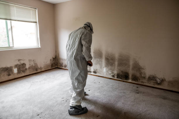 Best Best Mold Removal Companies  in Vandenberg Af, CA