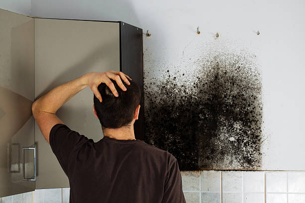 Best Local Mold Removal Service  in Vandenberg Af, CA