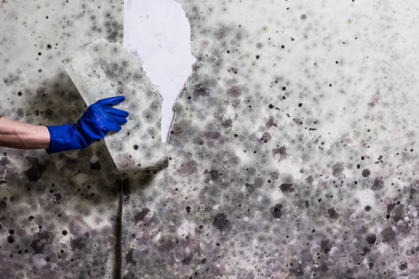 Best Black Mold Removal  in Vandenberg Af, CA