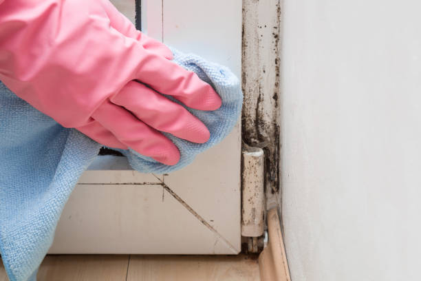 Best Residential Mold Removal  in Vandenberg Af, CA