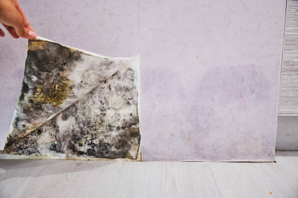 Best Mold Removal Company Near Me  in Vandenberg Af, CA